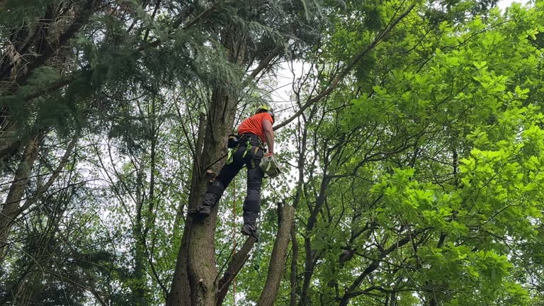 Best Palm Tree Trimming  in USA